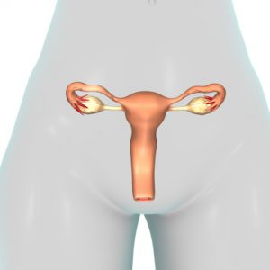 uterus female reproductive system