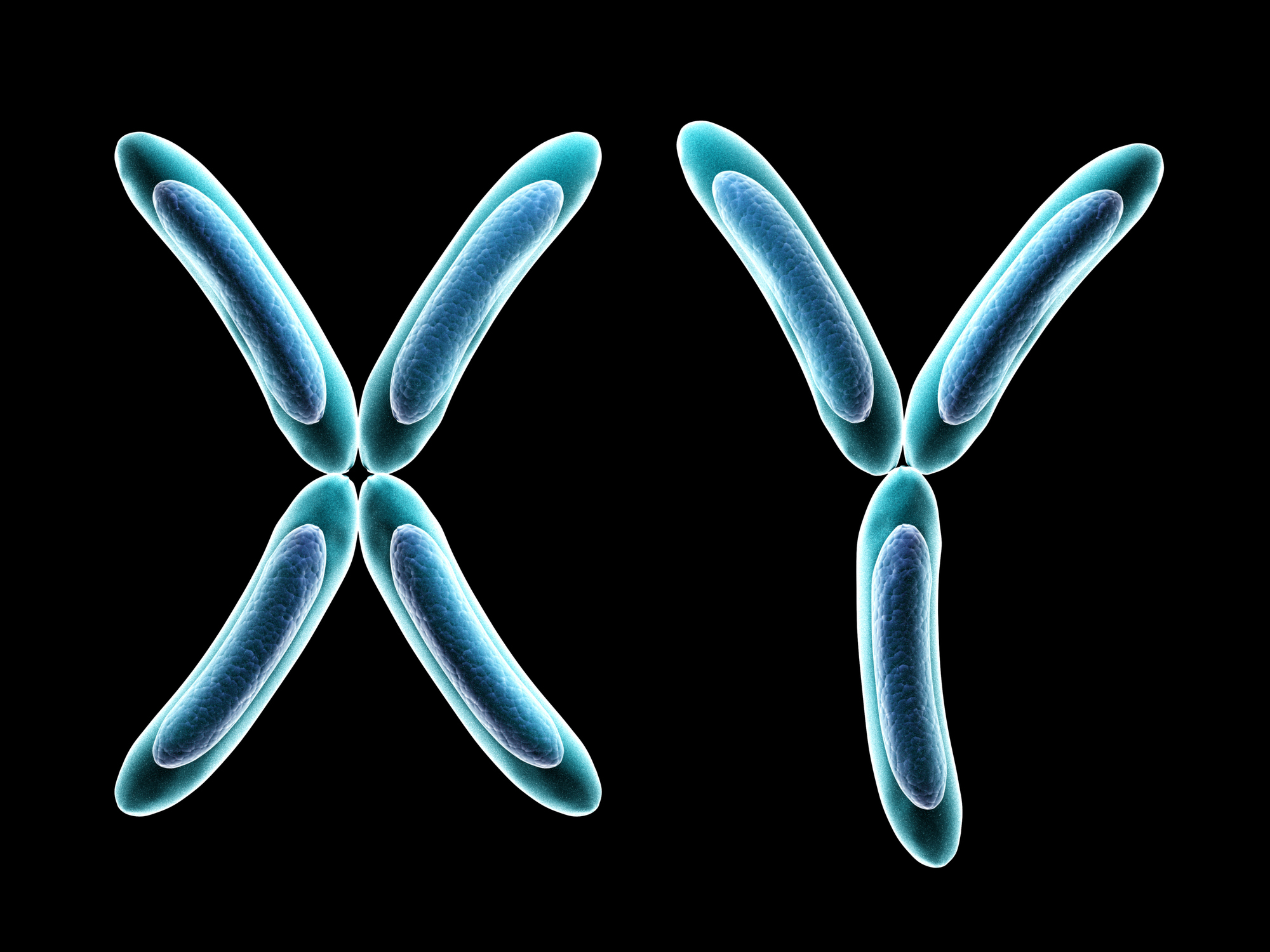 Вторая х хромосома