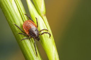Lyme disease update 2016: Tick-b...