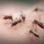 Zika virus, dengue, and malaria risk