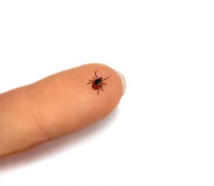 how does borrelia mayonii cause lyme disease