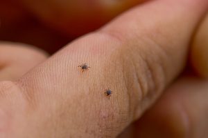 Lyme disease 2016 update: Canadian city spike, celebrity diagnosed with Lyme disease, summer risk of tick-borne threat