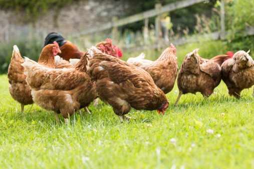 Malaria risk lower when chicken ...