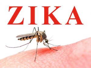 Zika Virus Mosquito