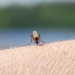 Benign bacteria block Zika virus spread in mosquitoes