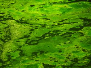 algae extract cholesterol