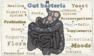 crohn's disease gut bacteria