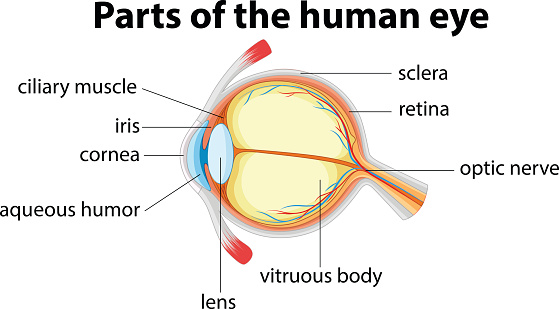 Keratoconus (KC), a distortion o...