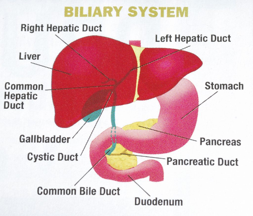 Bile reflux Causes, symptoms, complications, and prevention tips
