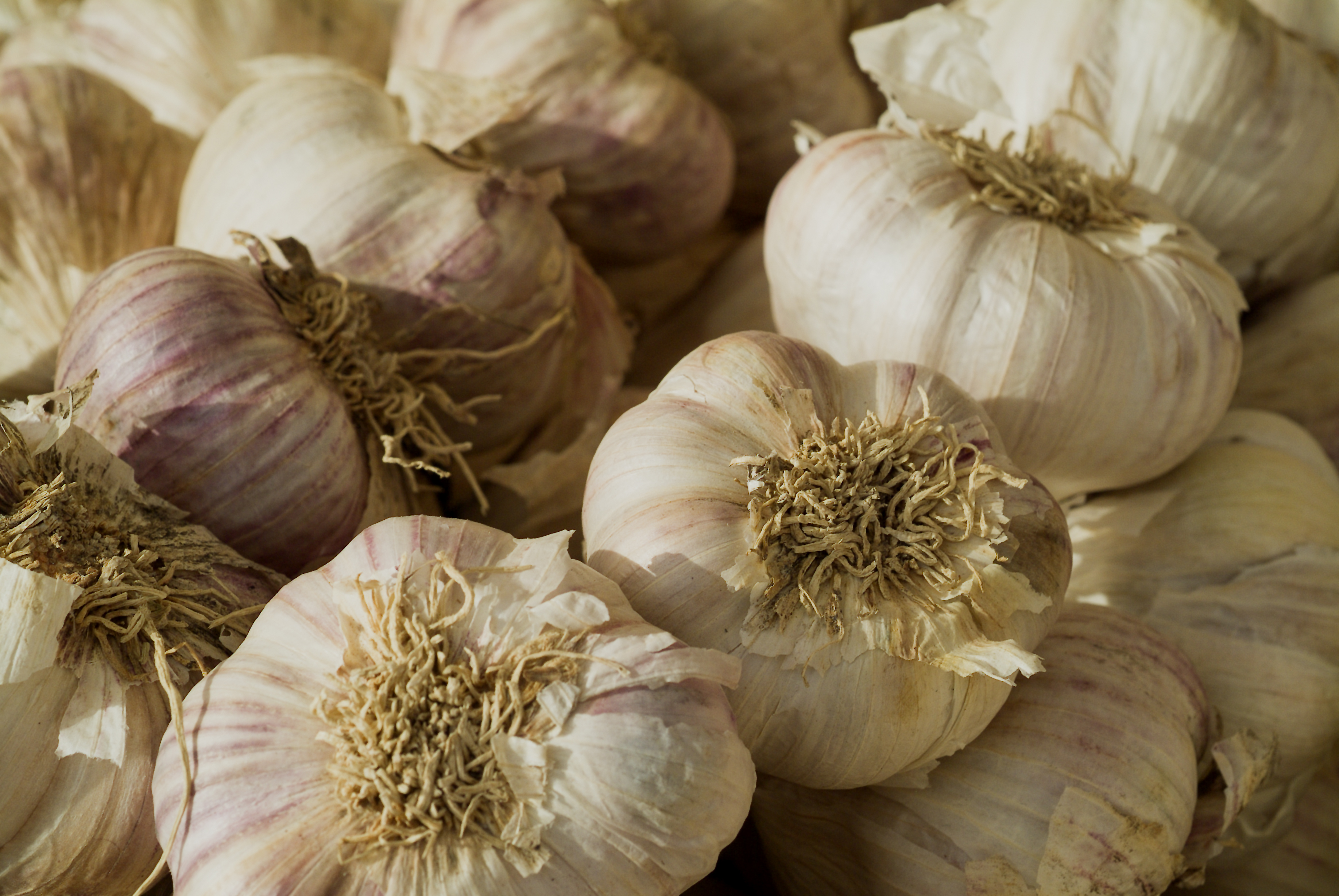 Garlic breath can be treated wit...