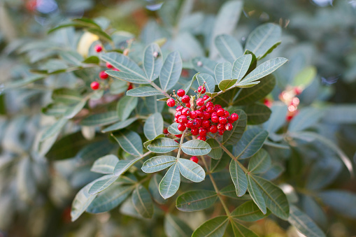 Brazilian peppertree may help fi...
