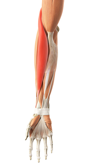 Brachioradialis pain: Symptoms, ...