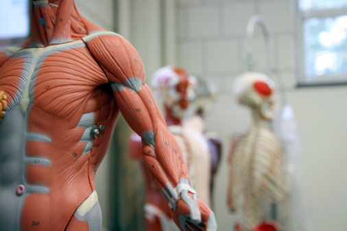 New research on muscle regenerat...