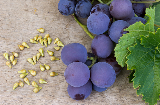 Grape seed extract found to crea...