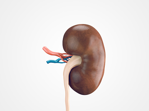 What is renal infarction? Causes...