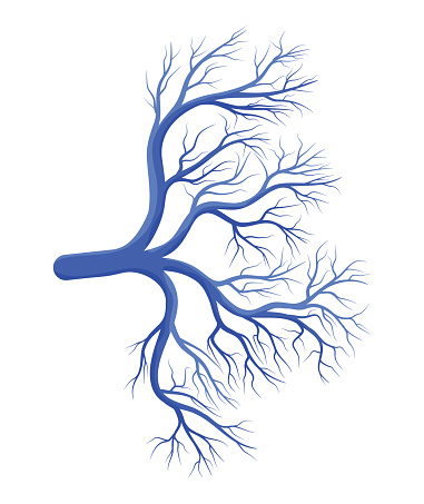 Blue veins on chest: Cause and t...