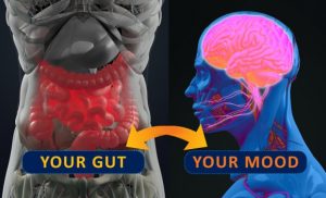 The mind-gut connection