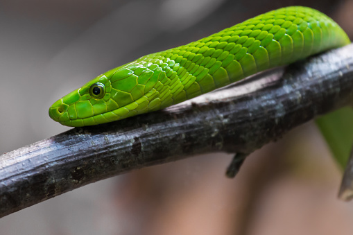 Snake venom peptide found to red...