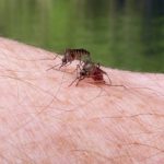 Zika virus can be controlled by changes in mosquito mating and gene expression