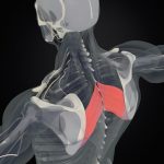 rhomboid muscle pain
