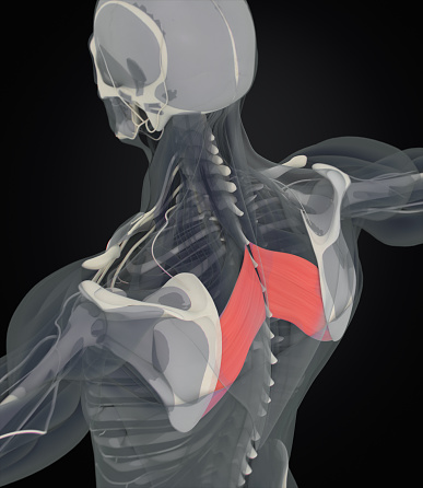 Rhomboid muscle pain: Causes, sy...
