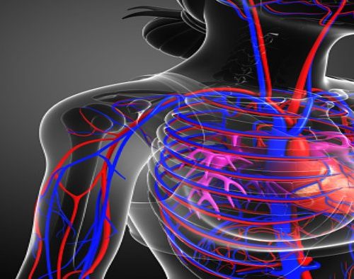 21 Circulatory System Diseases: Causes, Symptoms and Risk Factors