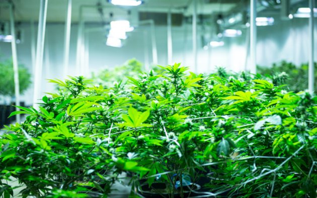 Can an illegal drug help your li...