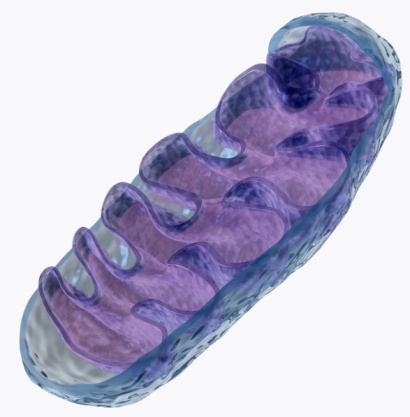 Mitochondrial gene linked to obe...