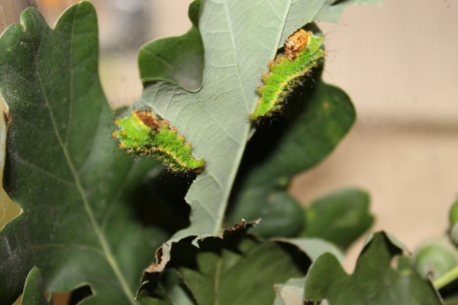 Modified silk provides natural r...