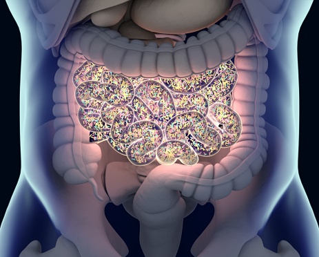 New study suggests that gut bact...