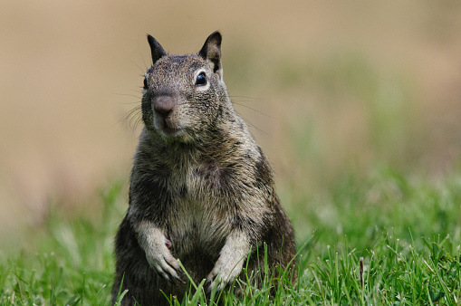 Ground squirrels provide inspira...