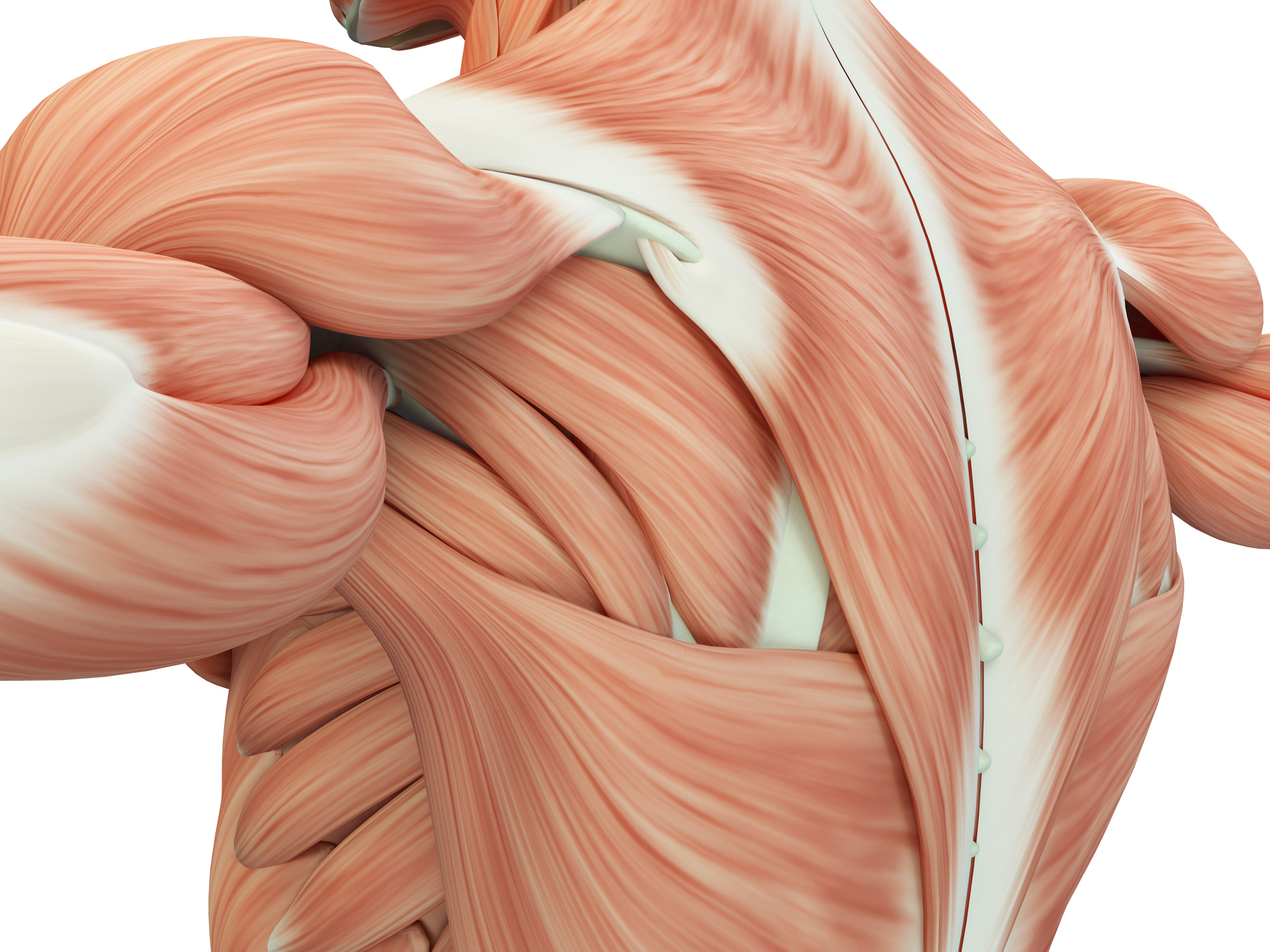 16 muscular system diseases you ...