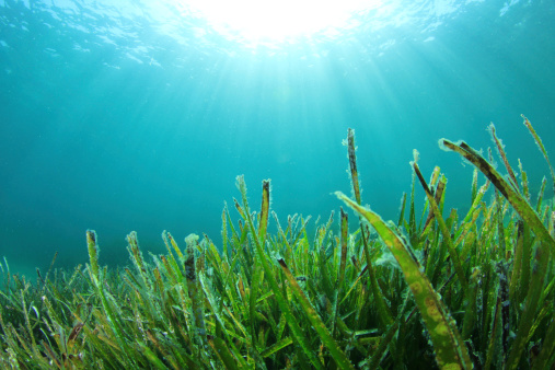 Seaweed-derived compound helps p...