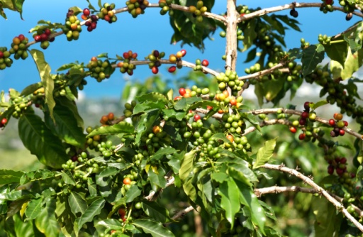 Stroke and Heart Disease Risk Re...