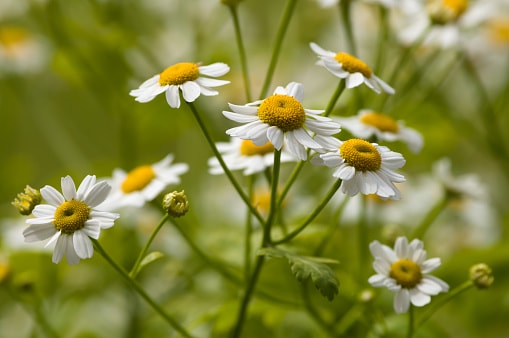 Common Flower May Help Improve H...