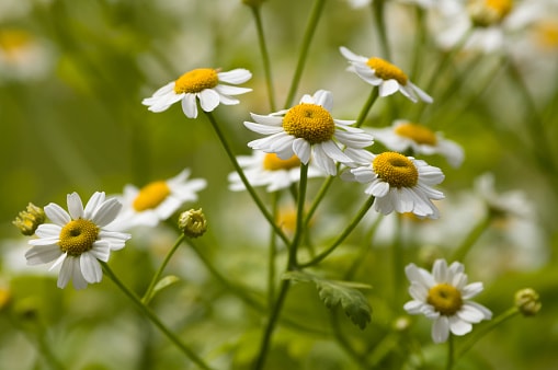 Common Flower May Help Improve H...