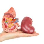 Enlarged kidney Causes