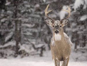 deer antlers and bones