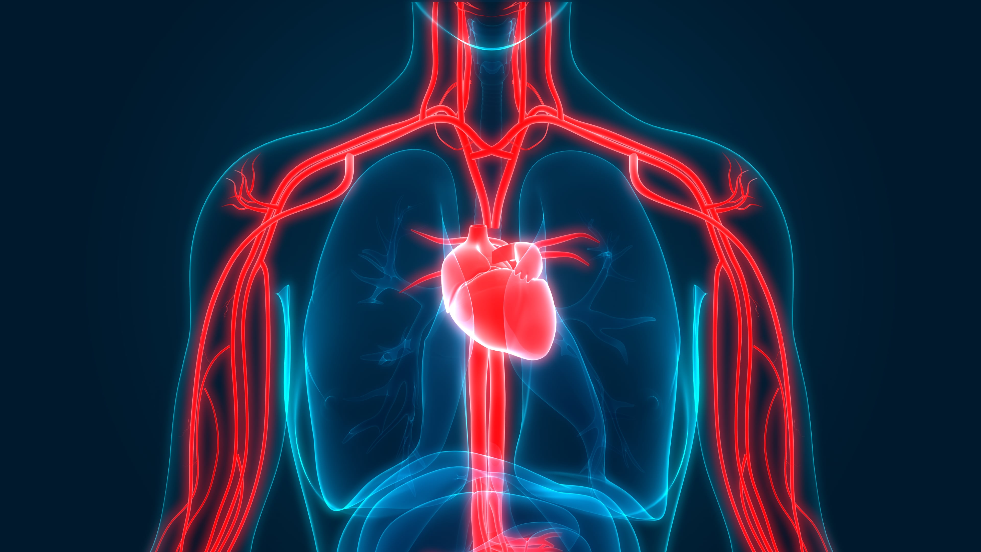 Система органов кровообращения болезни. Сердечно сосудистая система. Сосуды сердца. Кровеносная система человека сердце. Кровеносная система сердце сосуды.