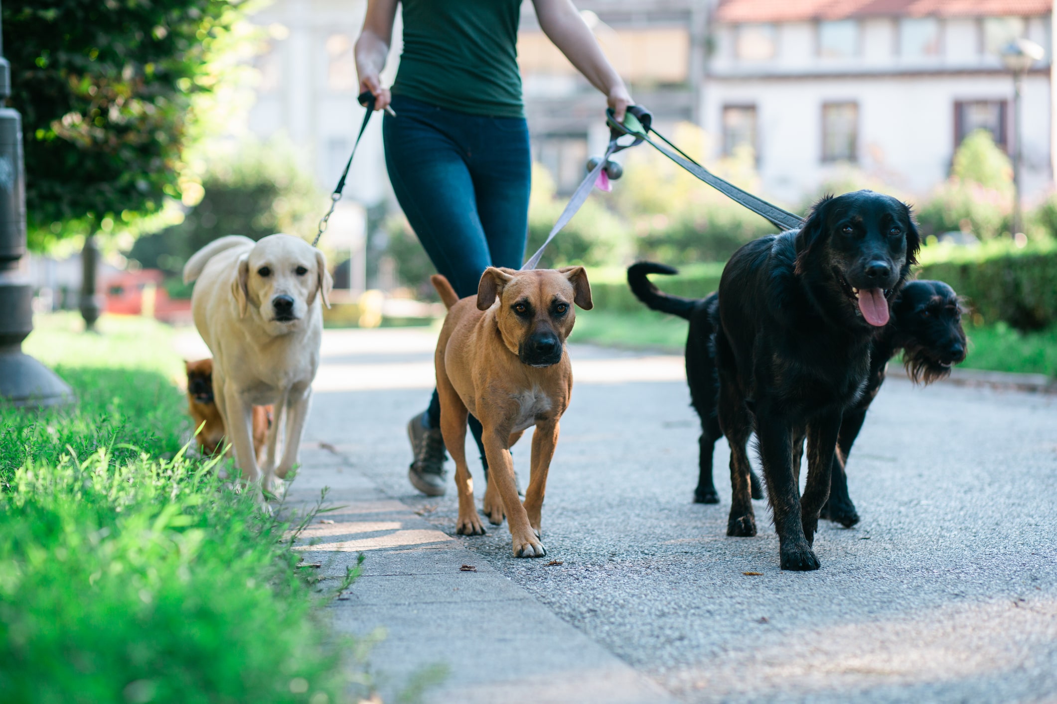 Study: Dog Owners Walk More, Get...