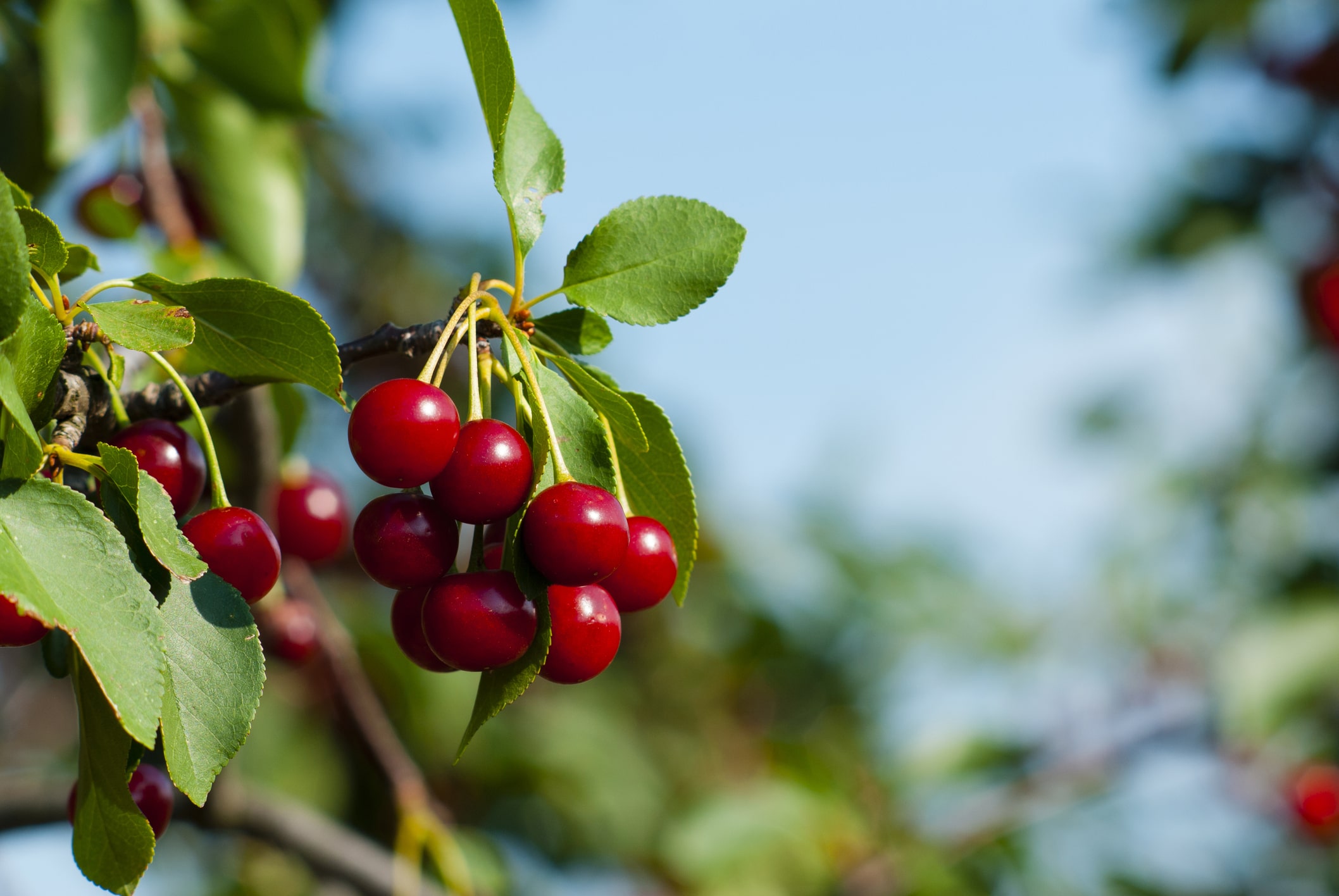 Tart Cherry Juice May Improve Me...