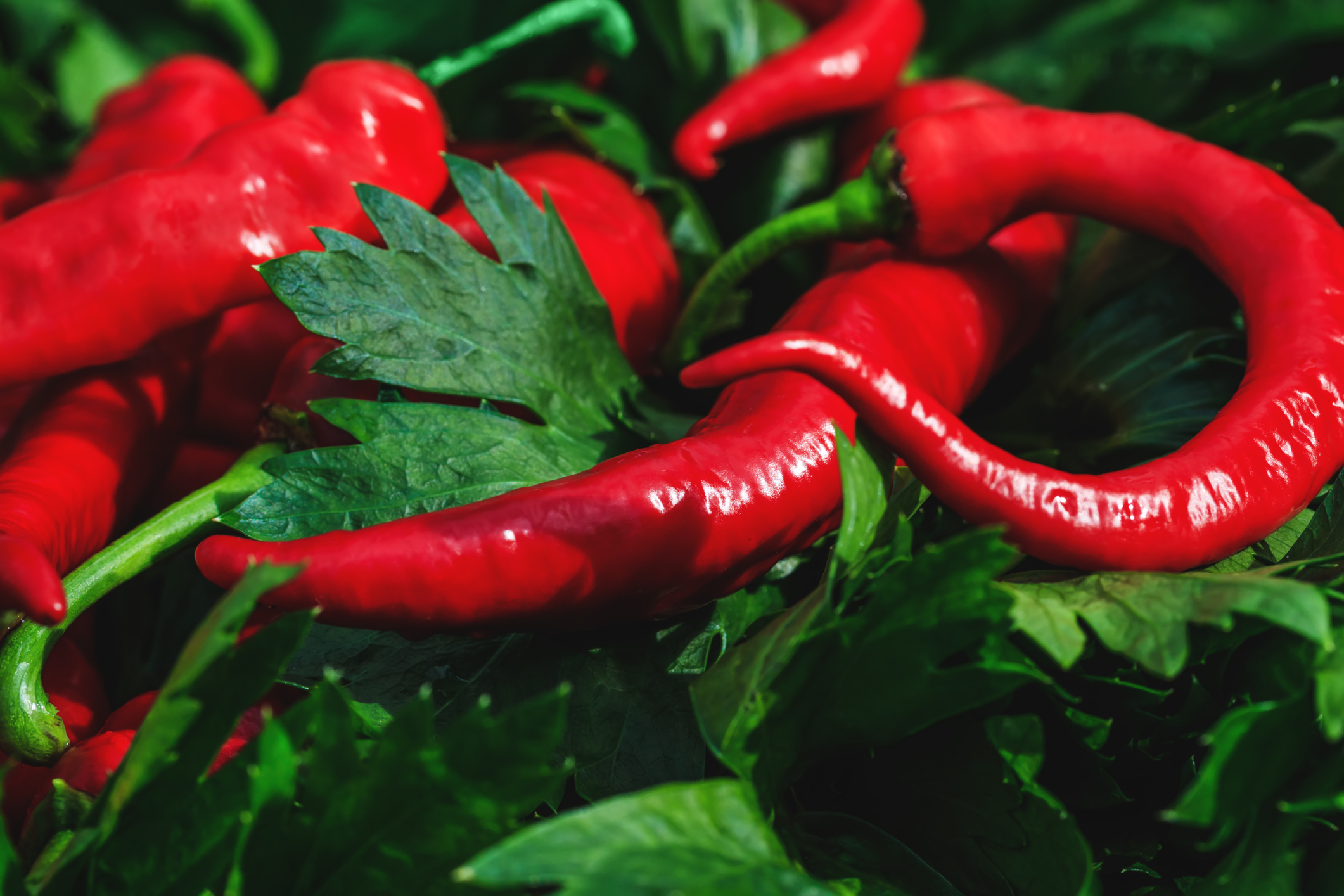 Spices for Circulation