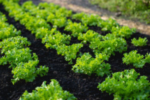 Vegetable garden from farmers without farmers Concept of vegetable garden,kitchen and non-toxic food