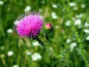 beautiful purple flower of the Thistle blooms in the meadow, narrow focus area