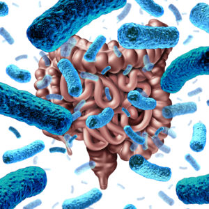 Gut bacteria as probiotic bacterium inside small intestine and digestive microflora inside the colon or bowel as a health symbol for microbiome as a 3D render.