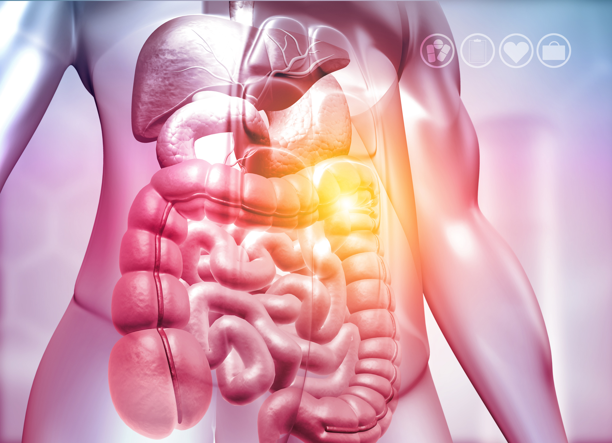 Human body with digestive system on medical background. 3d illustration