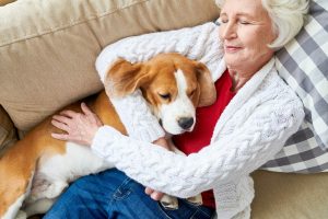 Directly above view of positive senior woman in soft cardigan cuddling favorite Beagle dog while sleeping on sofa