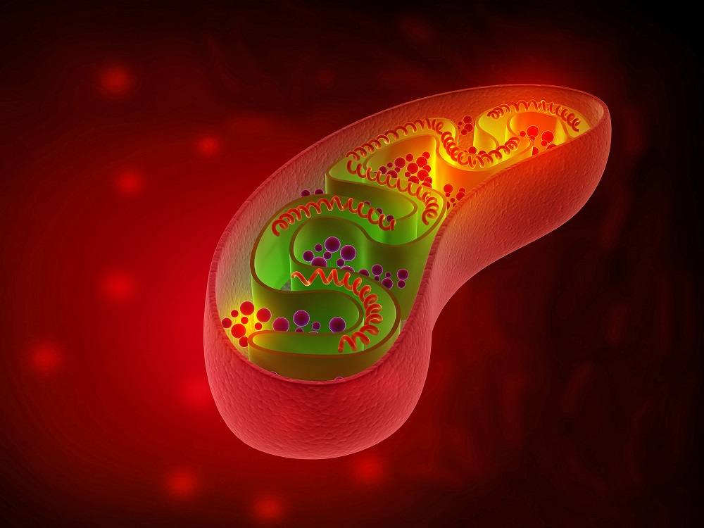 Ways to Keep Your Mitochondria C...