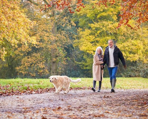 Loving Senior Couple Walking With Pet Golden Retriever Dog Along Autumn Woodland Path Through Trees