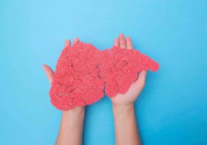 Hands holding a human liver from plasticine on a blue background. The concept of a healthy liver transplant. Donation, hepatic transplantation (Hands holding a human liver from plasticine on a blue background. The concept of a healthy liver transplant
